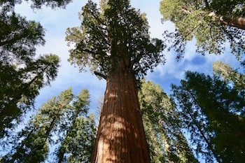 Giant Sequoia Forest Grove Washington County